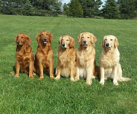 Golden Retriever Colors: The Standard & Rare Golden Coat Colors - K9 Web