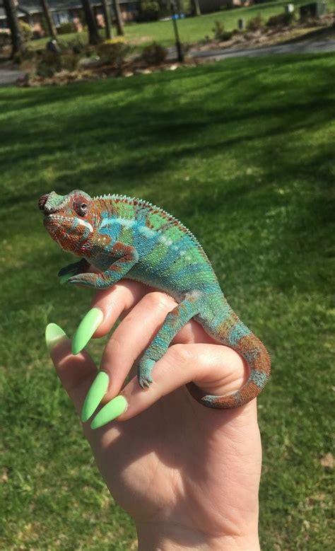Nails chrome shellac 61+ Best ideas | Cute reptiles, Chameleon pet, Reptiles pet