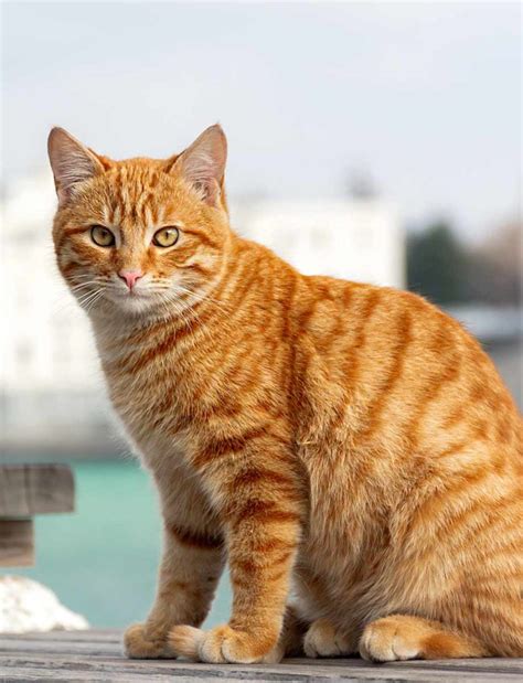 Orange Tabby Cat - Pets-Society