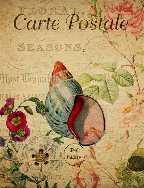 Shells Vintage Floral Postcard Free Stock Photo - Public Domain Pictures