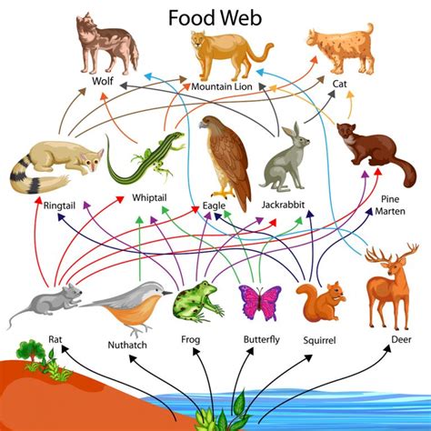 What Is Species Extinction? What Happens When A Species Goes Extinct?