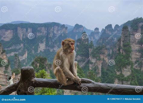 Monkey in Tianzi Avatar Mountains Nature Park - Wulingyuan China Stock Image - Image of chinese ...