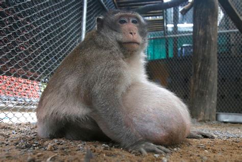 Thailand's chunky monkey on diet after gorging on junk food | WOAI