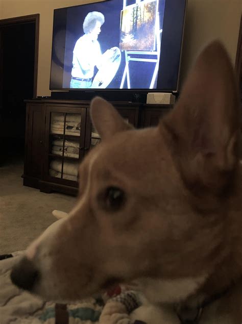 Watching a little Bob Ross (Netflix) with my Corgi. : r/bobross