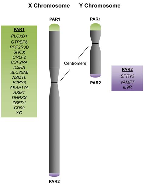 The Pseudoautosomal Regions and Genes. Schematic of the X and Y sex ...