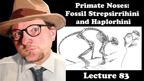 Lecture 83 Primate Noses: Fossil Strepsirrihini and Haplorhini - YouTube