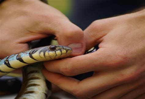 How To Safely Remove Snakes from Your Yard: Step-by-Step Guide - ruggedreptiles.com