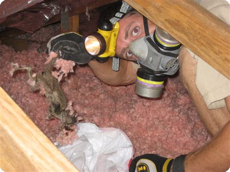 What's in your attic?-A Dump above your Head - Attic Cleaning and ...