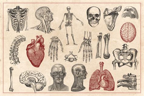 100 Vintage Anatomy Vectors | Human anatomy art, Anatomy art, Graphic illustration