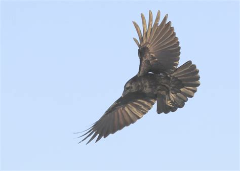 Crows in Flight: special gallery - Winter Crow Roost