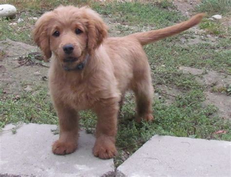 My K-9 Breeds Info: Weight and Height of Golden Cocker Retriever mix of Golden Retriever and ...