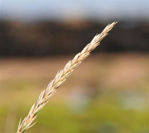 Marram Grass | Marram (or beach) grass is a very hardy speci… | Flickr