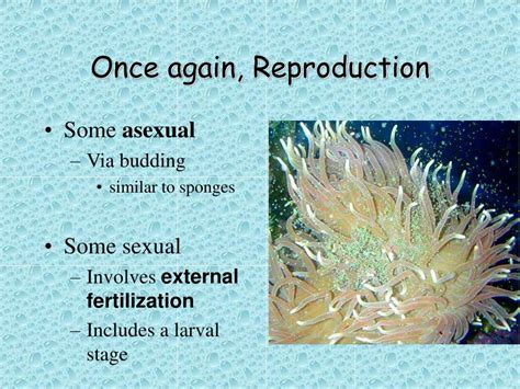 PPT - Phylum Cnidaria PowerPoint Presentation, free download - ID:2692280