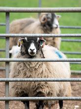 Sheep Behind Fence Free Stock Photo - Public Domain Pictures