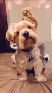 Confused Dog Head Tilt Gif Scientists have finally discovered the real reason why dogs