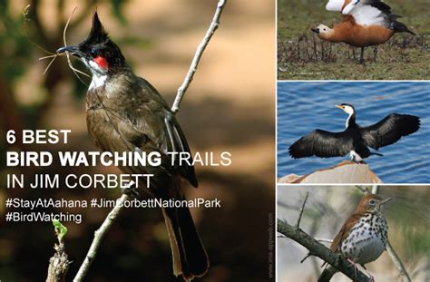 Bird Watching Trails In Jim Corbett at Aahana "The Corbett Wilderness"