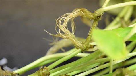 Brazilian Pennywort Care, Roots, Stems & Leaves