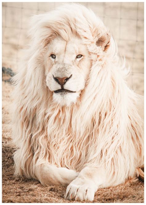 white lion poster - 30x40