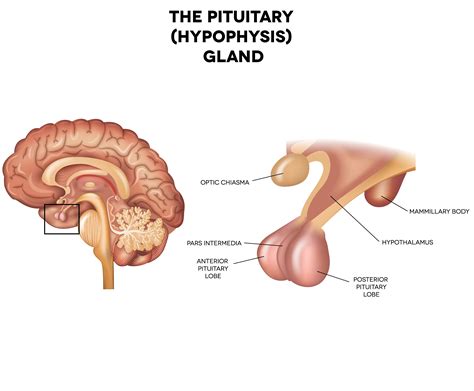 Pituitary Gland Anterior And Posterior