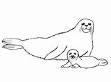 Seal Coloring Pages  Best For Kids sketch template