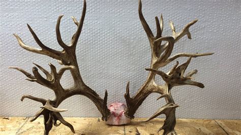 Potential world record deer antlers could be worth $100,000