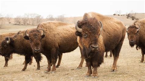 DISCOVER THE BEAUTY & CULTURE OF PONCA COUNTRY | VisitNebraska.com