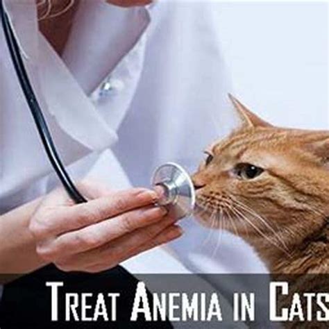 How do you treat a cat with anemia? - DIY Seattle