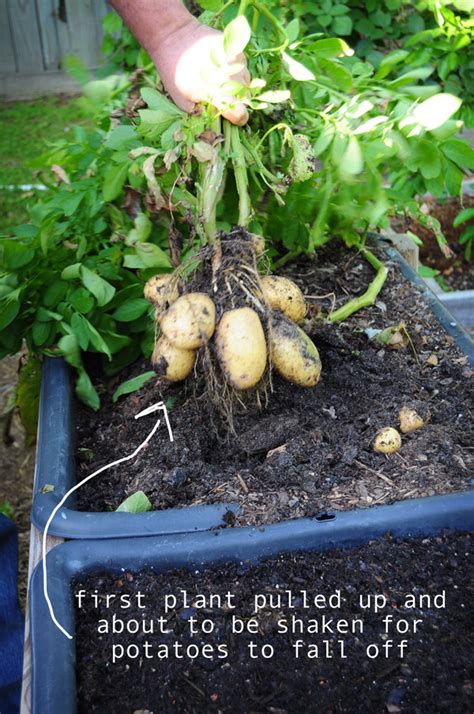 Potato harvest! - Raised Urban Gardens