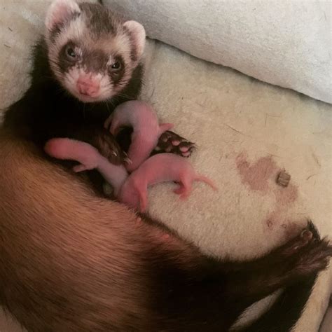 Babies Ferrets 💕🐻 | Funny ferrets, Pet ferret, Baby ferrets