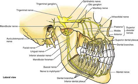 75 Neck Anatomy ideas | anatomy, anatomy and physiology, muscle anatomy