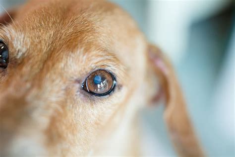 Cataracts in Dogs | Great Pet Care