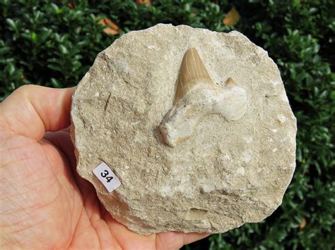 Otodus obliquus Shark tooth on matrix 34