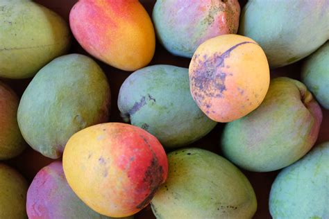 'Mulgoba' Mangos for Pickup Thursday, June 13, 2024 — The Mango Place