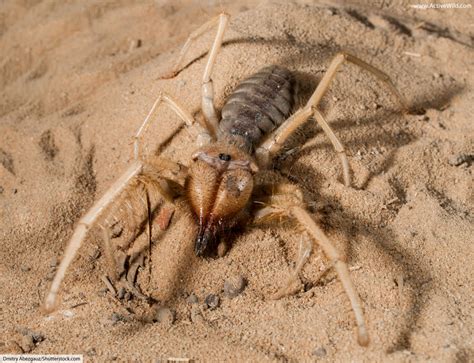 How Often Do Camel Spiders Eat / You must not (нельзя) open the windows ...