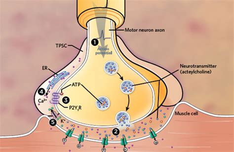 Motor Neuron Synapse