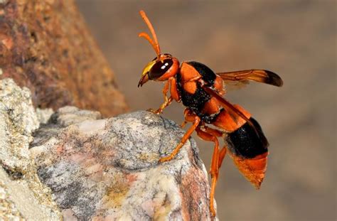 Potter Wasp