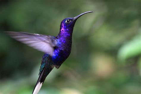 On Wings of Eagles: A lesson from a Blue Hummingbird