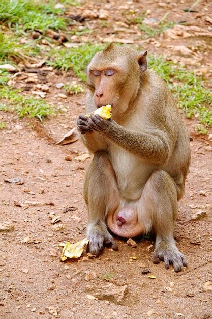 Premium Photo | Monkey on jungle of thailand