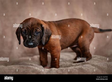 Are Bavarian Mountain Hound Puppies Lazy