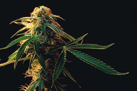 18 Milestones That Led To Our Marijuana 'Tipping Point' | HuffPost