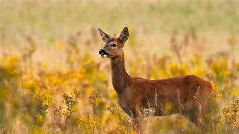 Roe deer | Devon Wildlife Trust