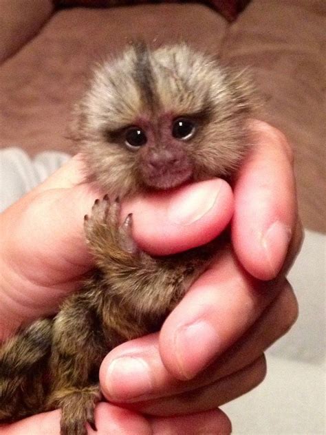 Finger Monkeys Being Their Small And Cute Selves (Photos) | Cute baby ...