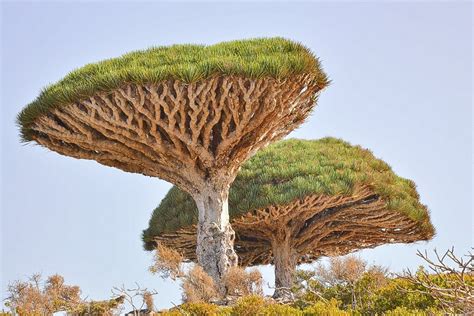 The Strange and Intriguing Dragon Blood Tree of Socotra Island - Owlcation