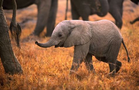 How Do Elephants Treat Their Young at Paul Lanier blog