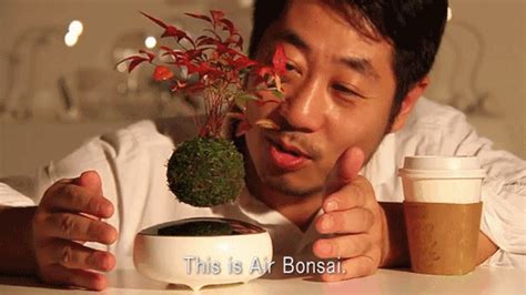 Air Bonsai - Levitating Bonsai Trees. (Home and Hardware) Read the opinion of 48 influencers ...