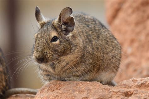 What is Degu? - Animal Media Foundation