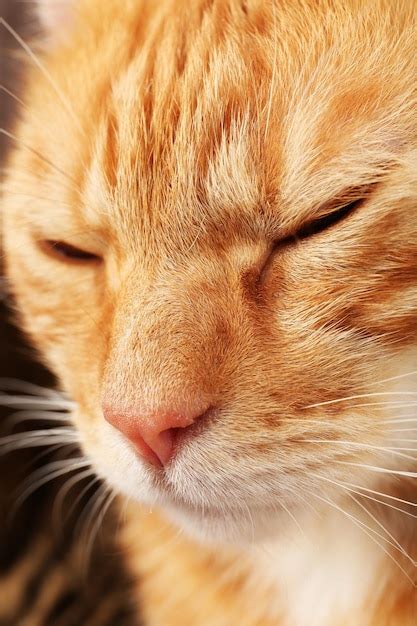 Premium Photo | Red cat closeup