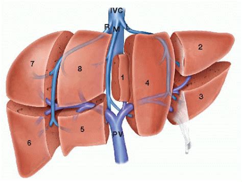 Liver Anatomy Segments