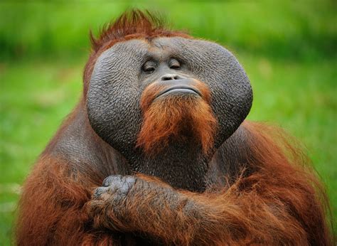 5 Fun Facts About Monkeys Article Dive - vrogue.co