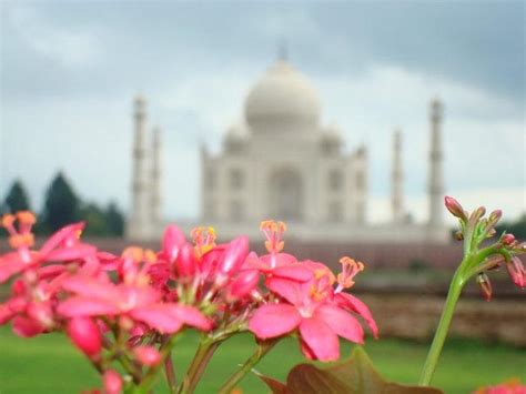 Flowers of The Taj Mahal by BeatleChica on DeviantArt